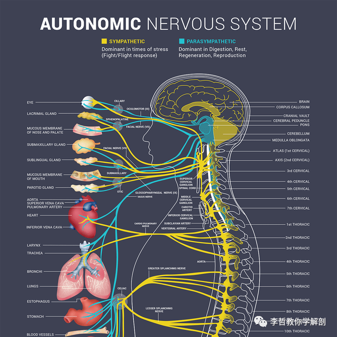 神经系统的功能干预(2)