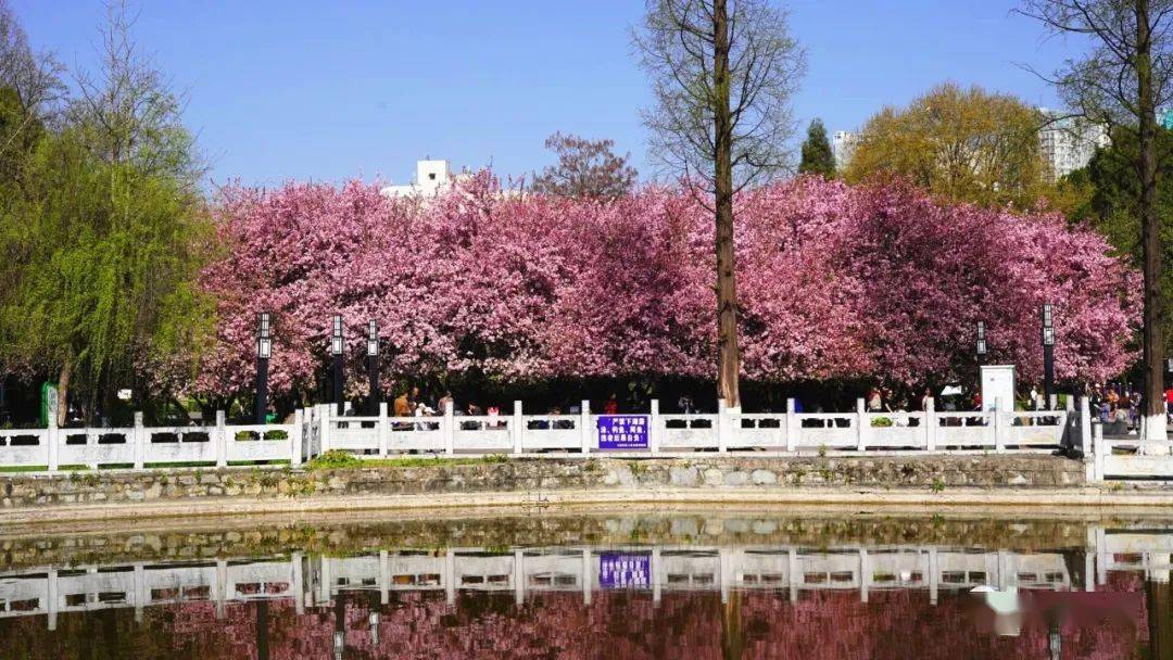 毕节这片海棠花开了_人民公园_朱光伦_李德品