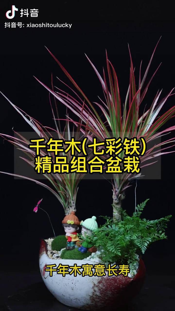 千年木寓意长寿它的生命力顽强名字也十分霸气十足家里面摆放几盆特别