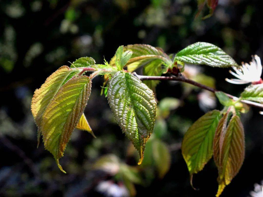 樱花如云似雪四明山成为花世界