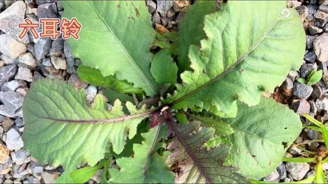 身边的草药528六耳铃走马风祛风湿活血散瘀解毒之痒