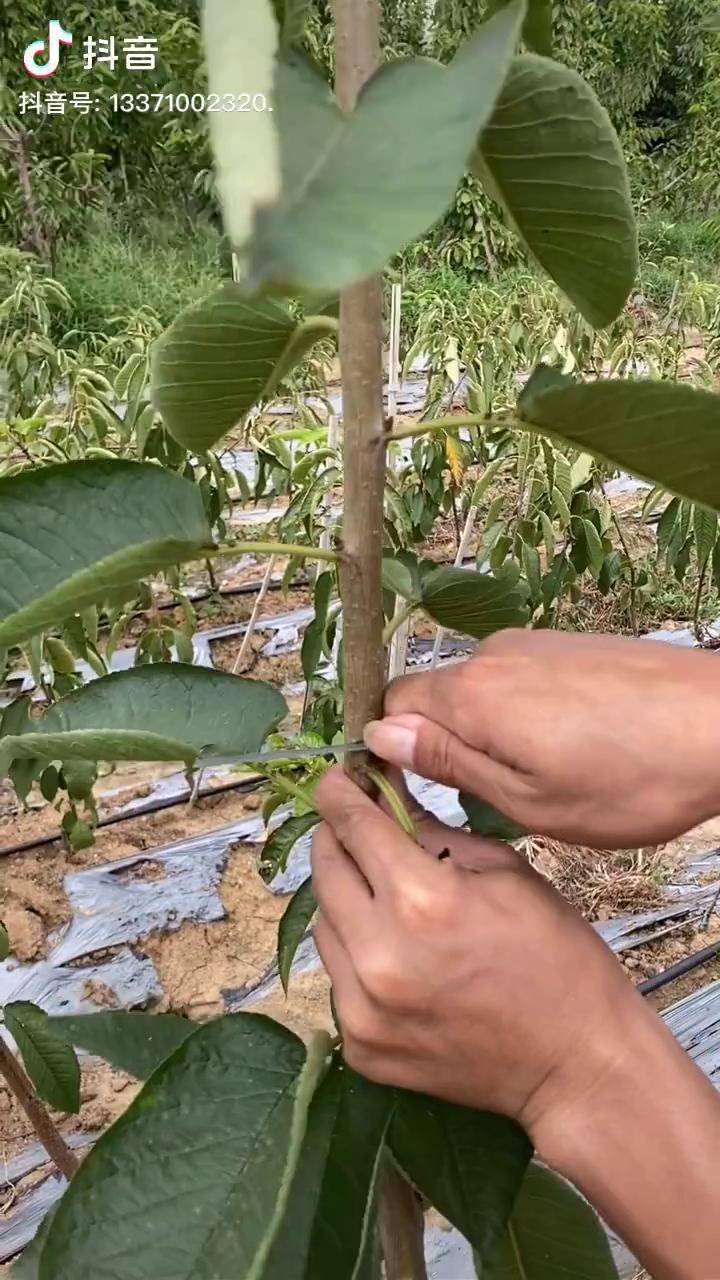 樱桃树的刻芽技术吉塞拉矮化樱桃苗泽雨农业