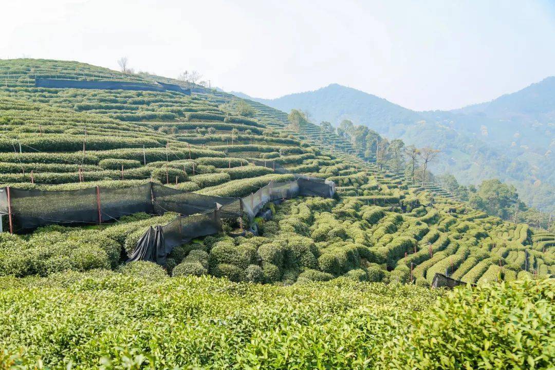 龙井茶芽已冒出记者探访西湖龙井核心产区