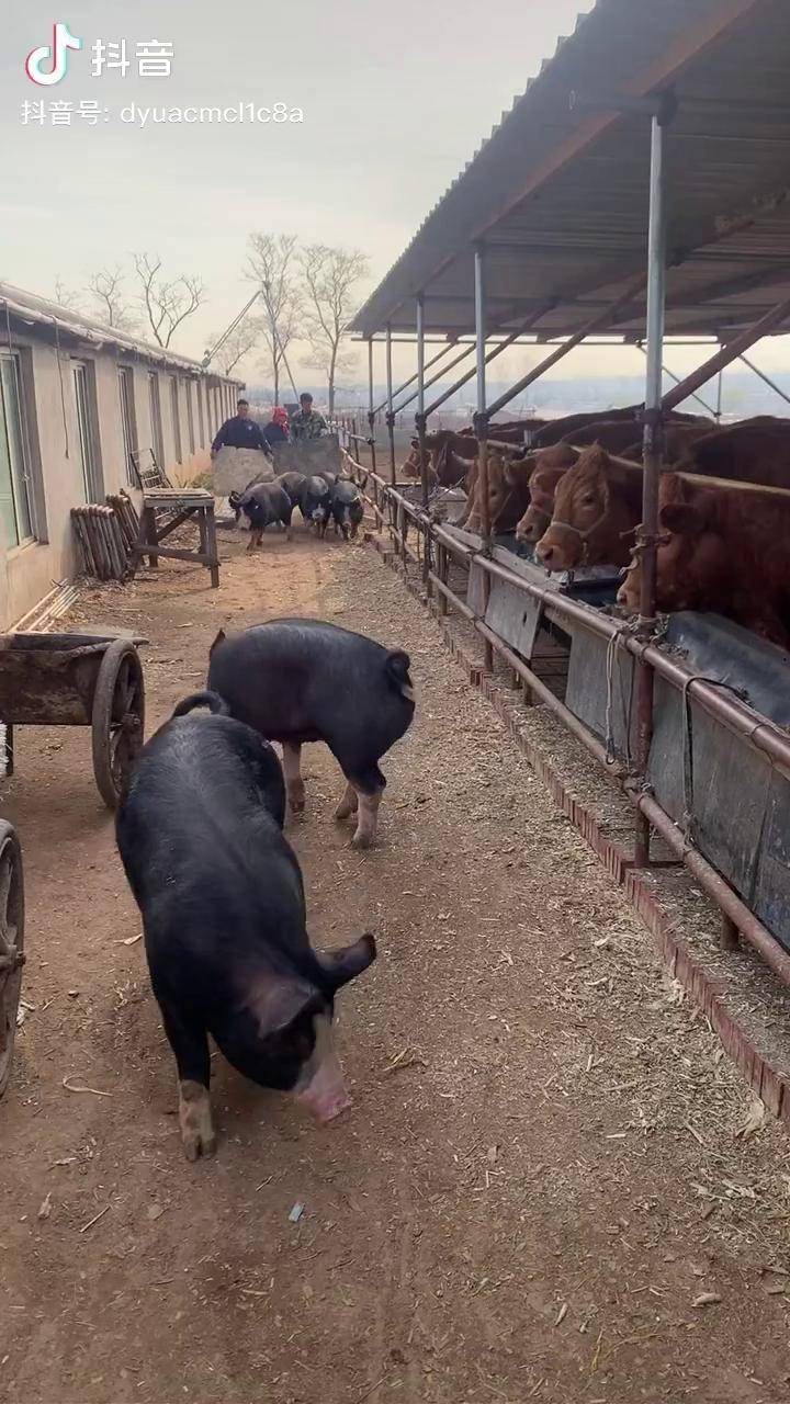老铁们看看我的小牧场怎么样,巴克夏猪,利木赞牛