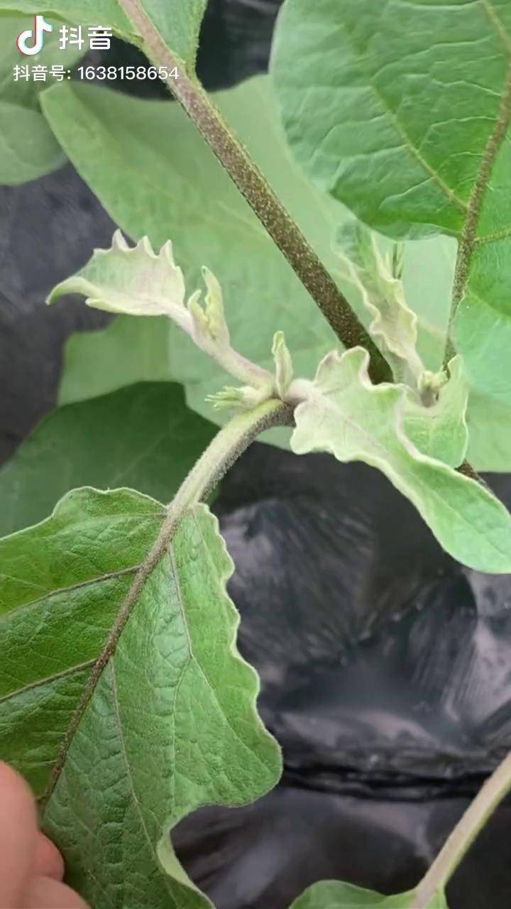 茄子缺硼缺钙怎么办这是养分制约造成的我们该怎么避免和治疗呢农业