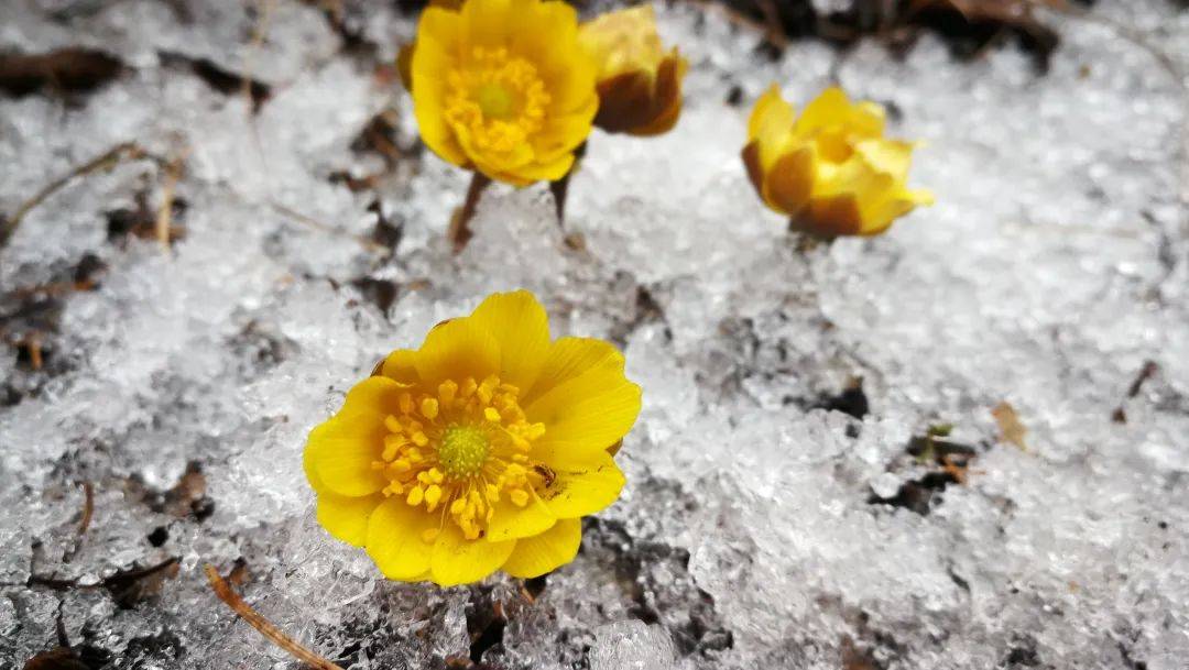 花朵|穿冰破雪！初春的牡丹江，冰凌花迎春绽放～