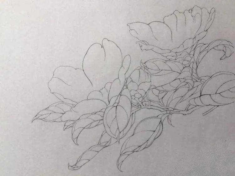 图文教程工笔画茶花绘画步骤教程