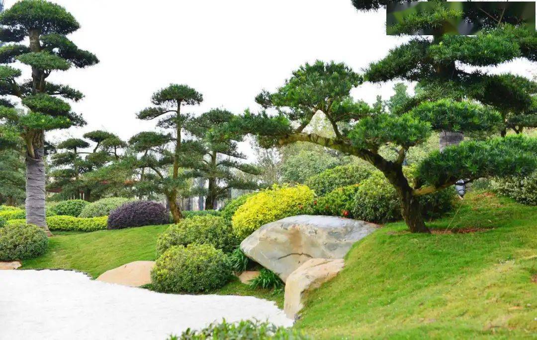 罗汉松群植则为林,林而成景,只求概象不究细则.