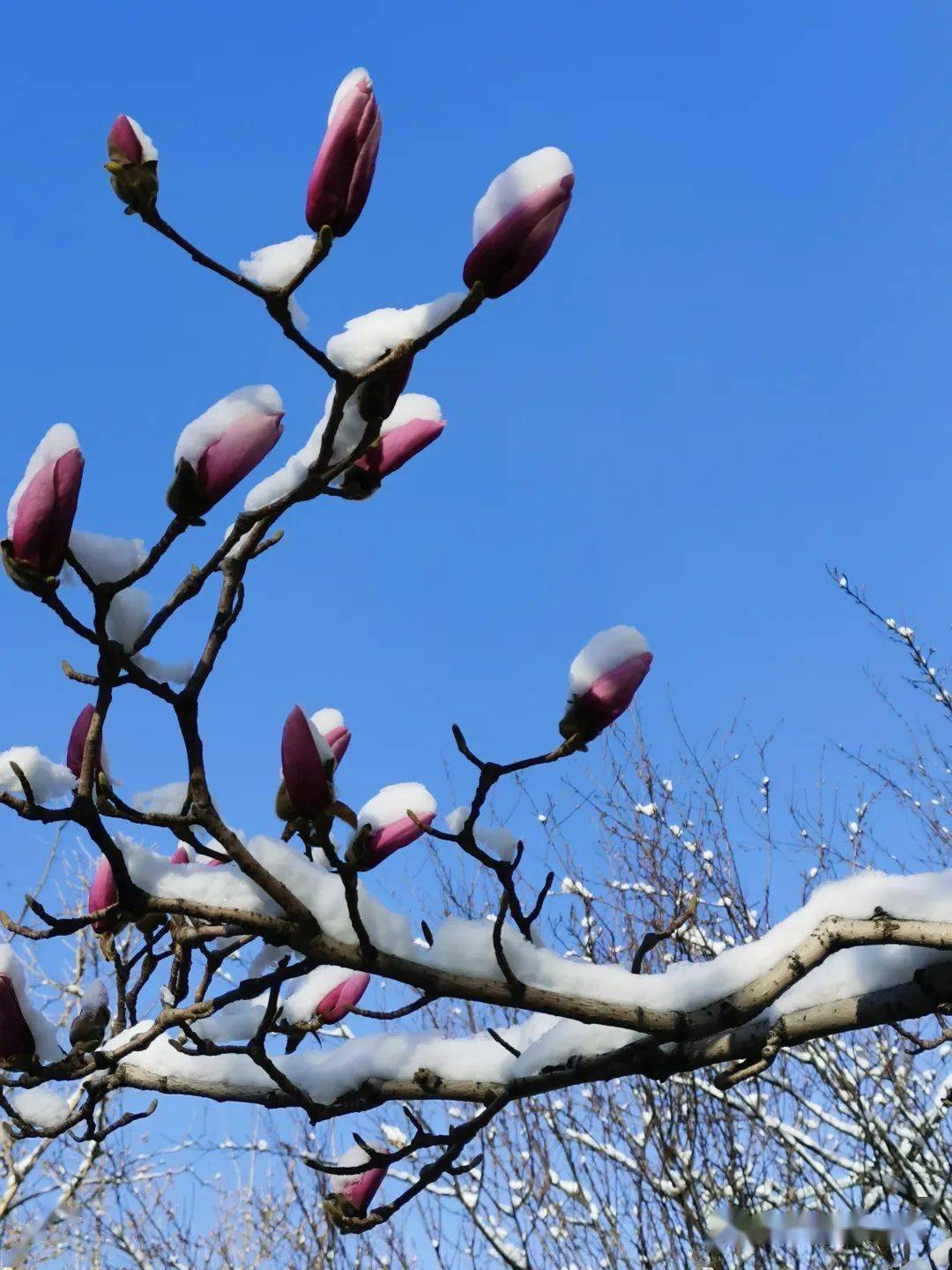 最美春雪图片图片