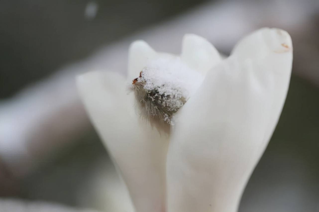 建设|西长安街 雪中玉兰如“白玉花雕”