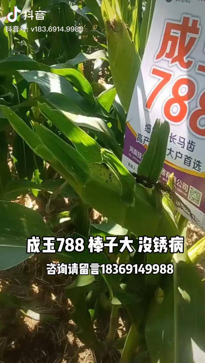 成玉788图片