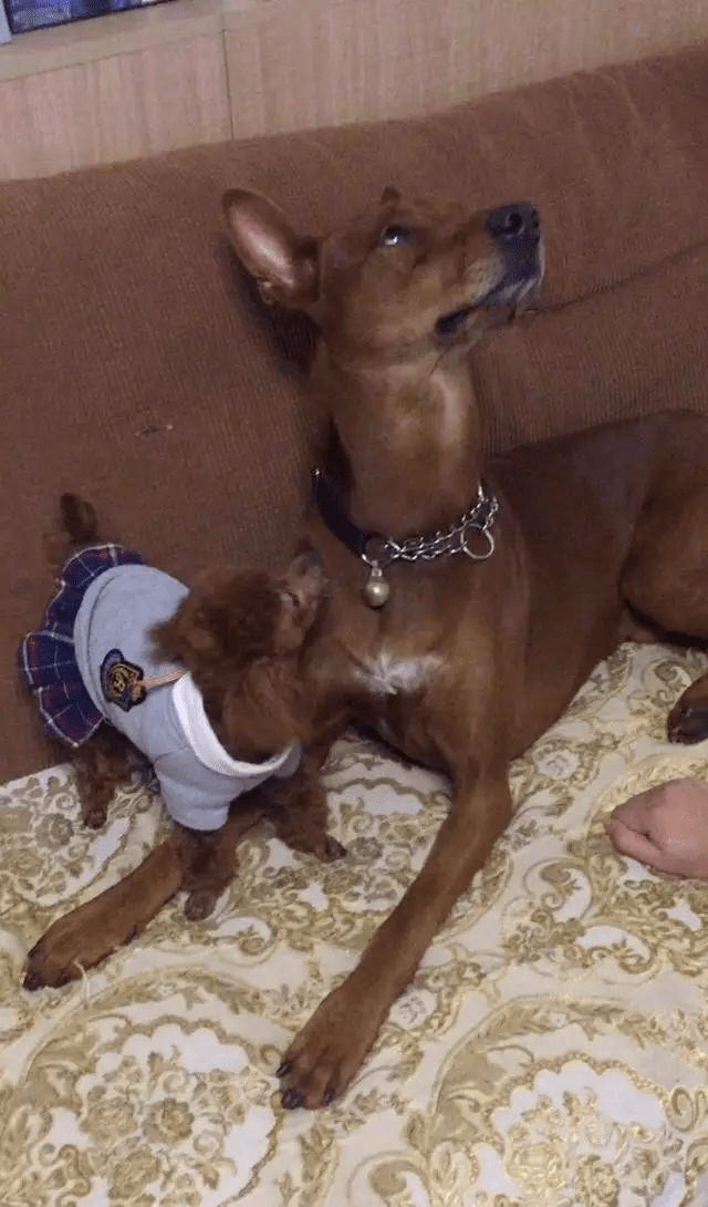 小泰迪就想跟大狗亲热大狗的表情无奈极了