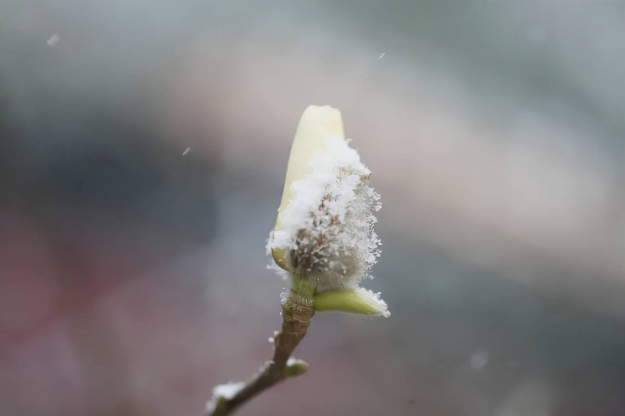 建设|西长安街 雪中玉兰如“白玉花雕”