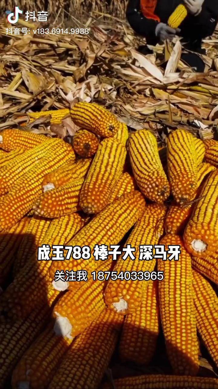 種子好才能更高產成玉788高產玉米種子