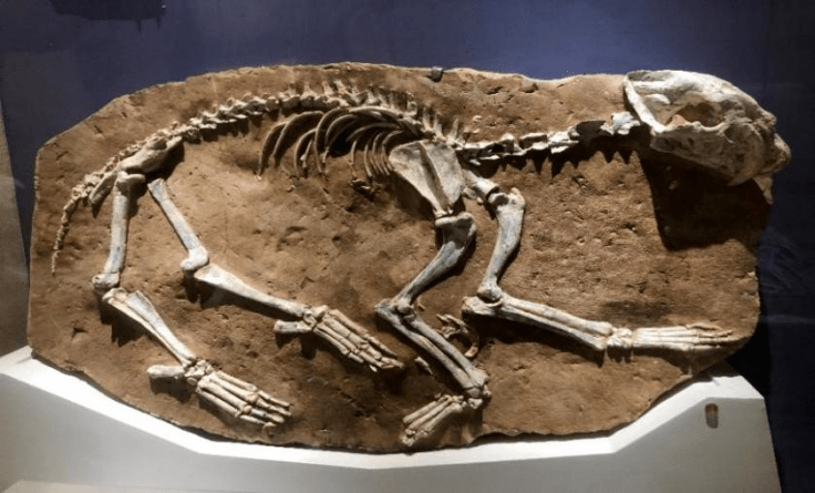 中华虎复原图古中华虎化石1924年在中国河南渑池发现珍贵古中华虎化石