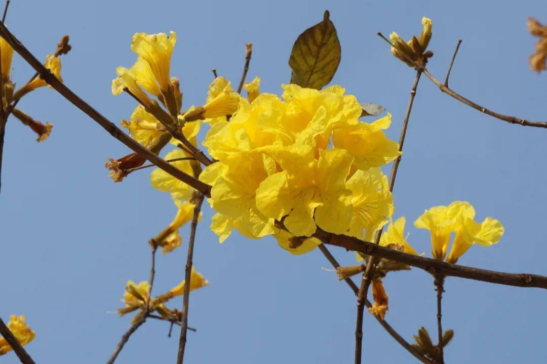 一起來雲遊賞黃花風鈴木的浪漫綻放打卡春天明媚黃