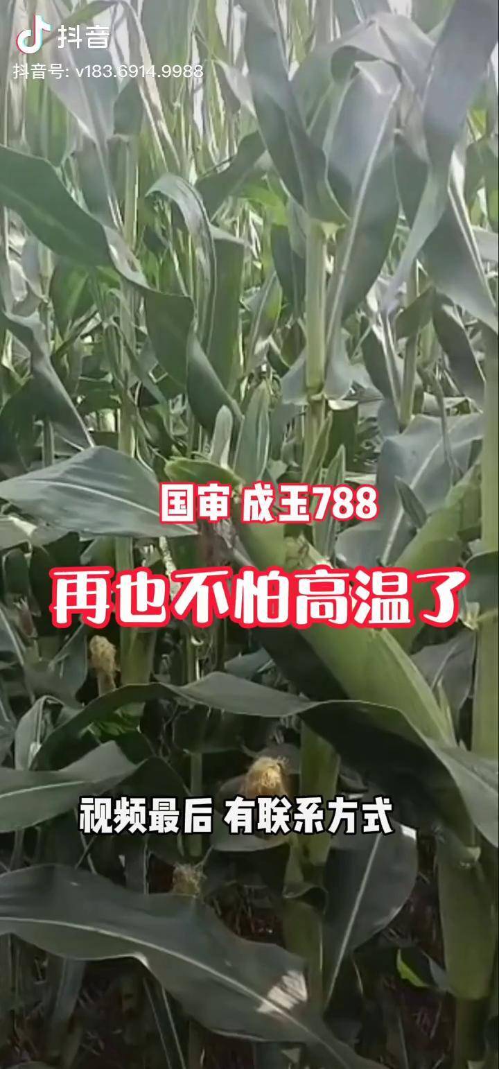 成玉788图片