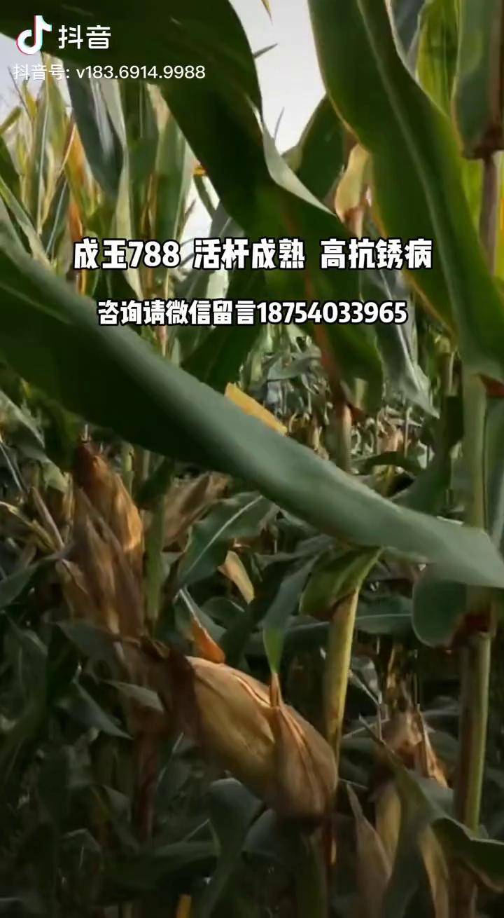 成玉788图片