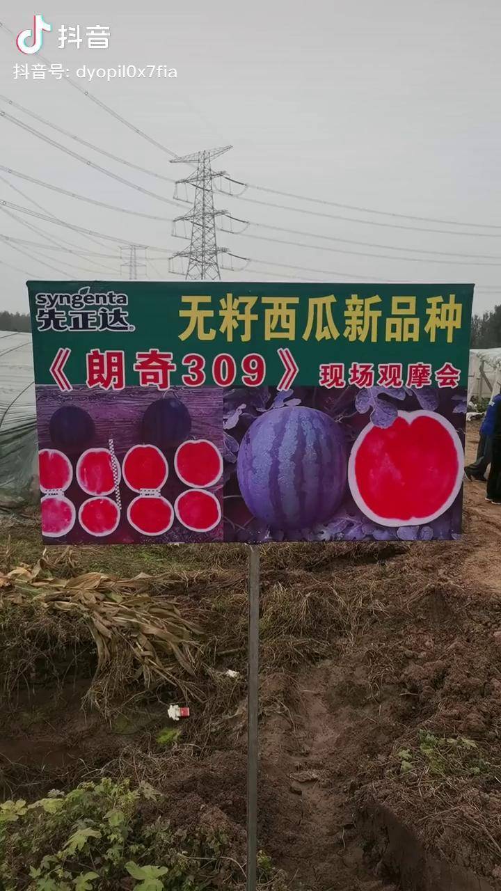 农业种植无籽西瓜大量上市先正达