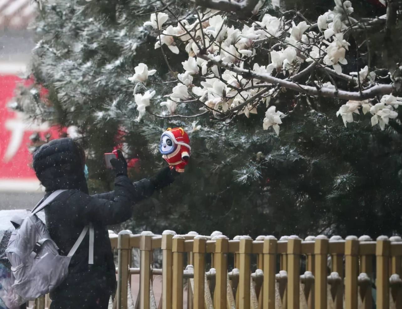 建设|西长安街 雪中玉兰如“白玉花雕”