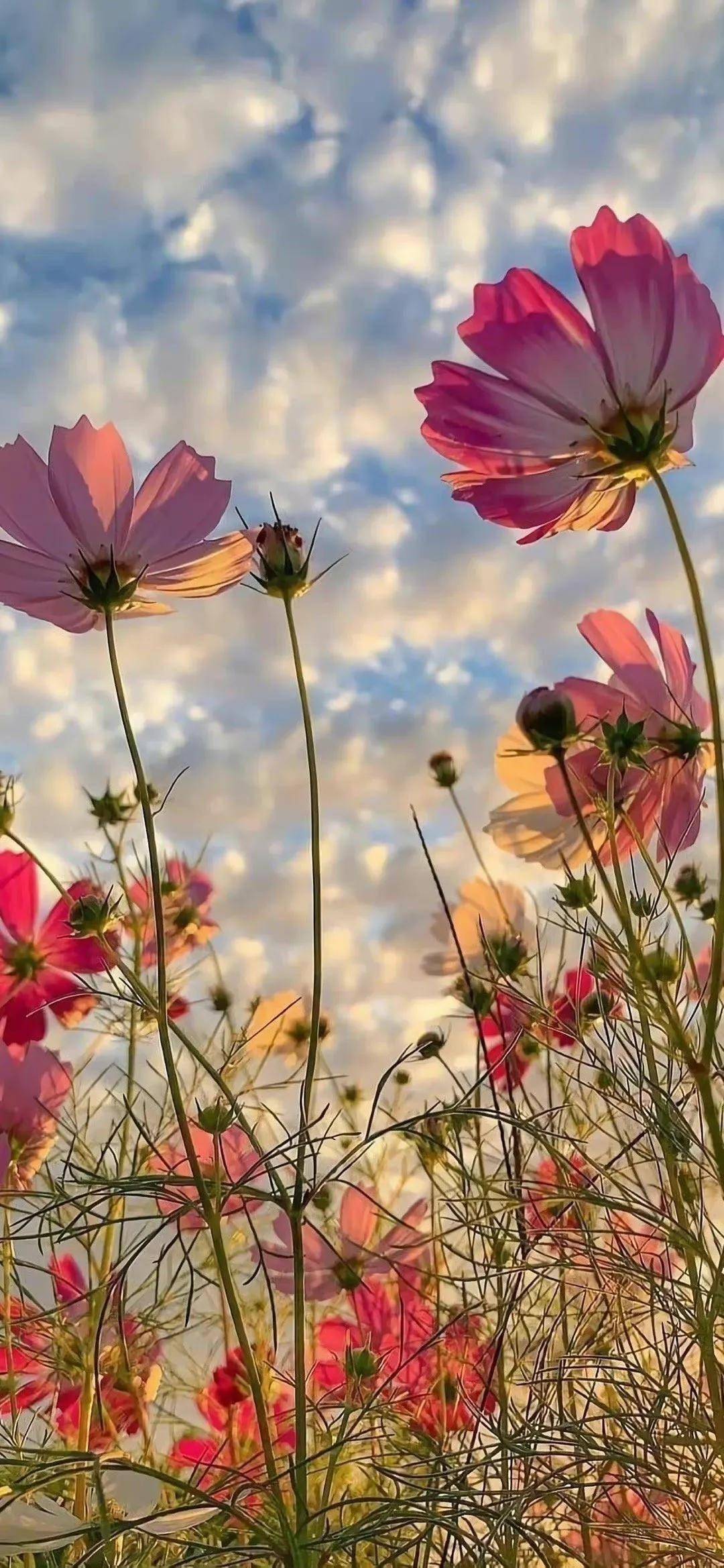 分享好看的壁纸