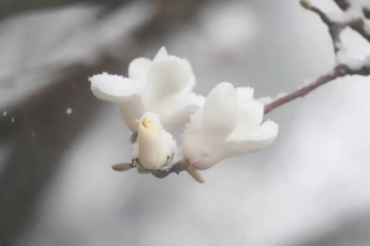 建设|西长安街 雪中玉兰如“白玉花雕”