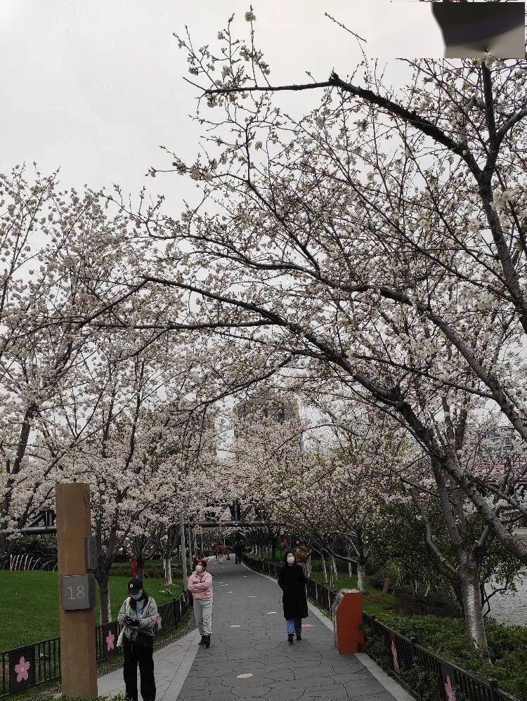 雅各布思|被一夜风雨锤炼后的樱花公园，周末人流量爆满！