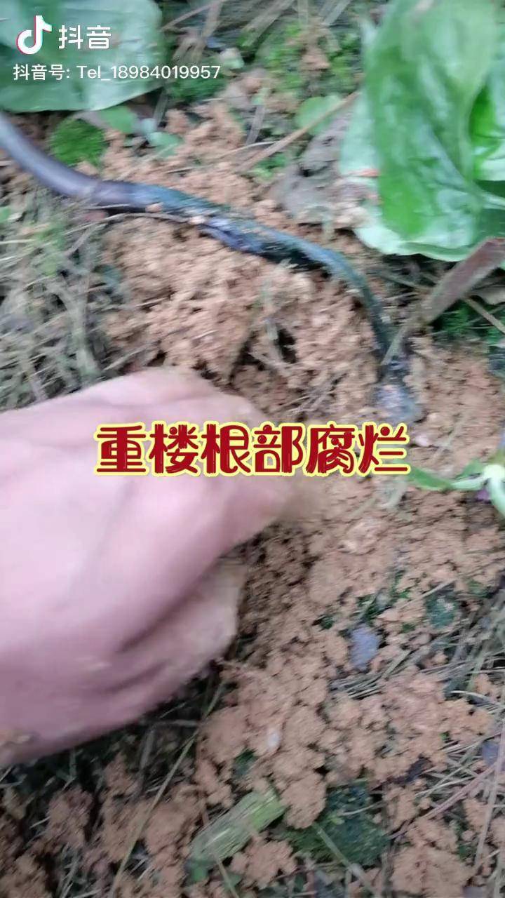 重楼滇重楼七叶一枝花独角莲重楼病虫害 重楼根部腐烂(根腐病)形态