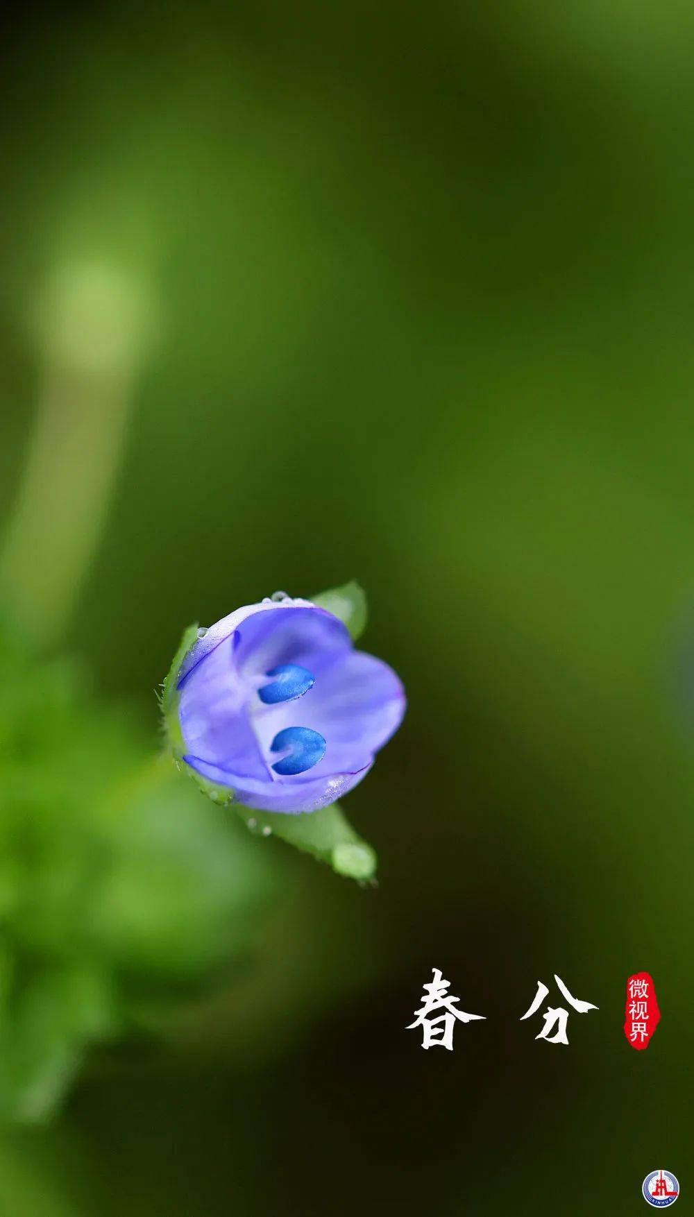 油菜花|春分时节，小可爱们又出动了！