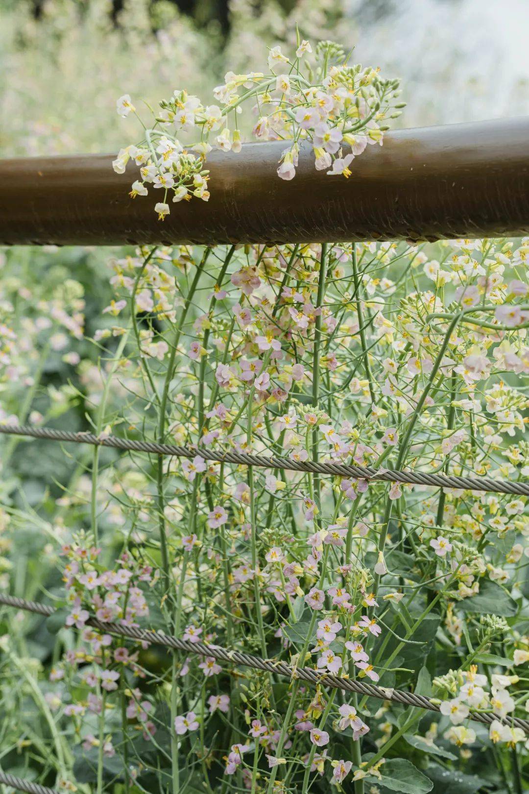 蜜蜂|避开人群，到园博园看最后的春天