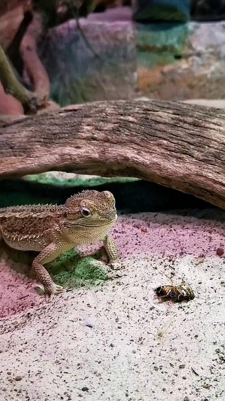 第一次听到蜥蜴的叫声追风景的人澳洲动物趣拍抖音短视频
