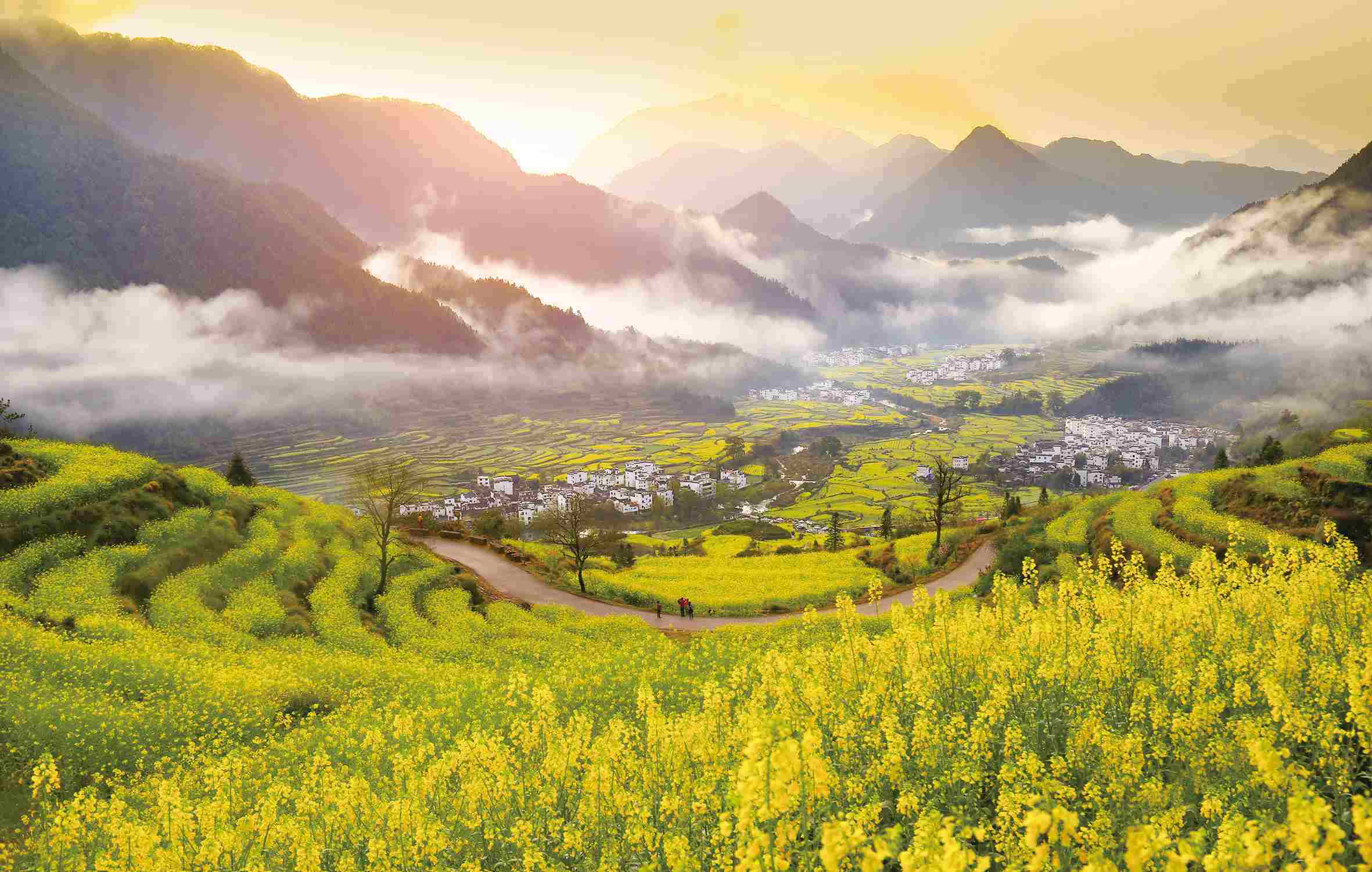 春回大地花来报_婺源_樱花_油菜花