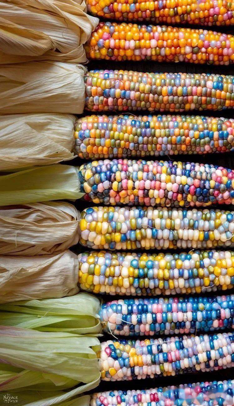 【每日一问】玉米为什么是彩色的?