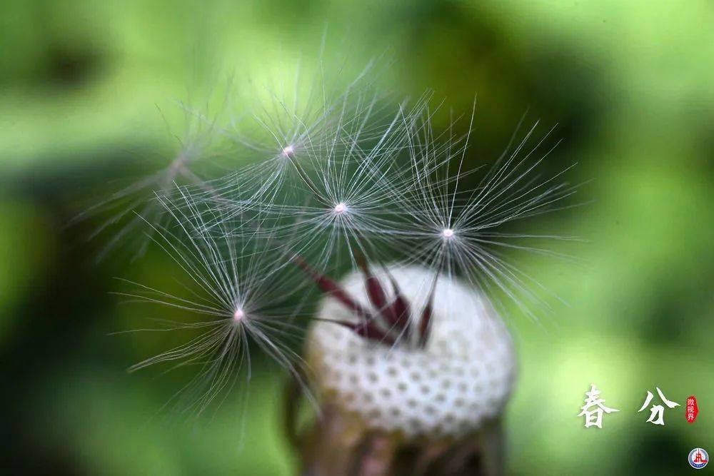 油菜花|春分时节，小可爱们又出动了！