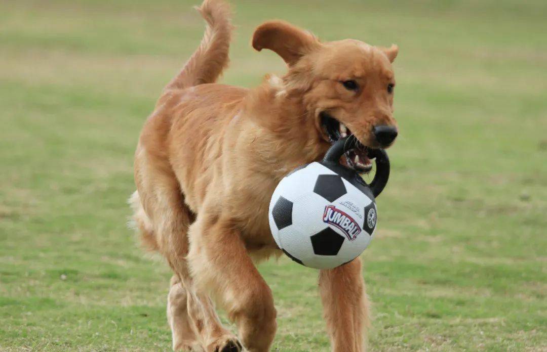 没有什么能够阻挡狗子对球的向往