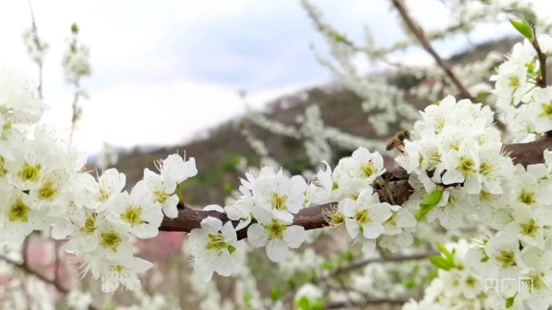 油菜花|邂逅春天｜三花争艳，湖南这处美景藏不住啦！