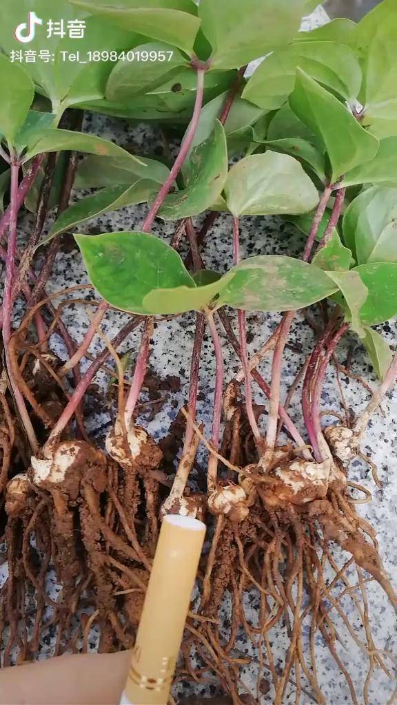 三农合伙人独角莲七叶一枝花滇重楼重楼重楼三年籽育苗基地直供让你