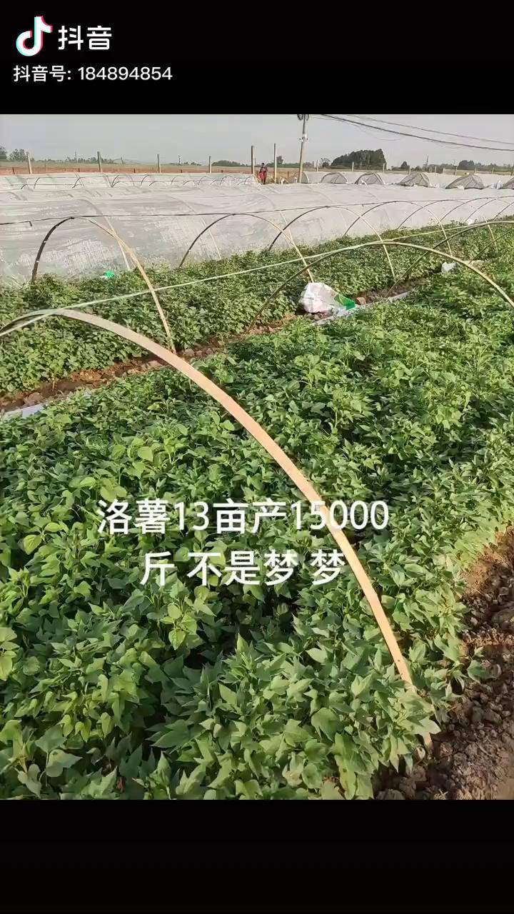 红薯种植洛薯十三不种不知道一种忘不掉
