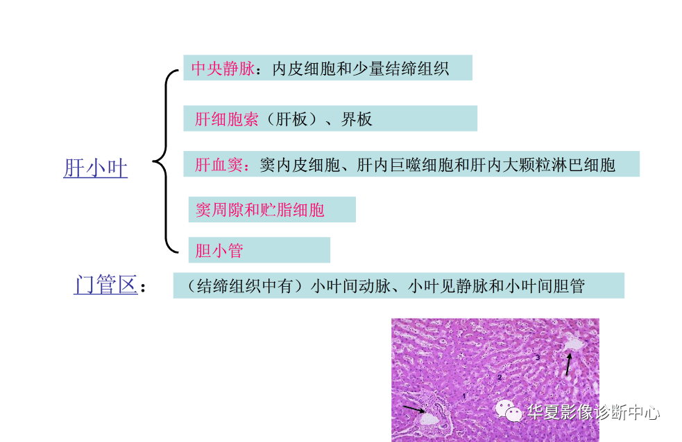 解剖|肝脏影像学与系统解剖