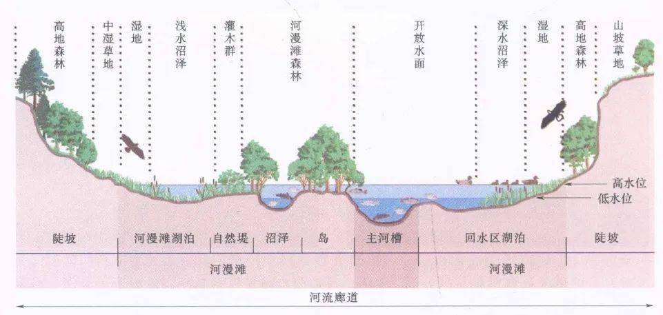 恢复河流蜿蜒性,重建深潭