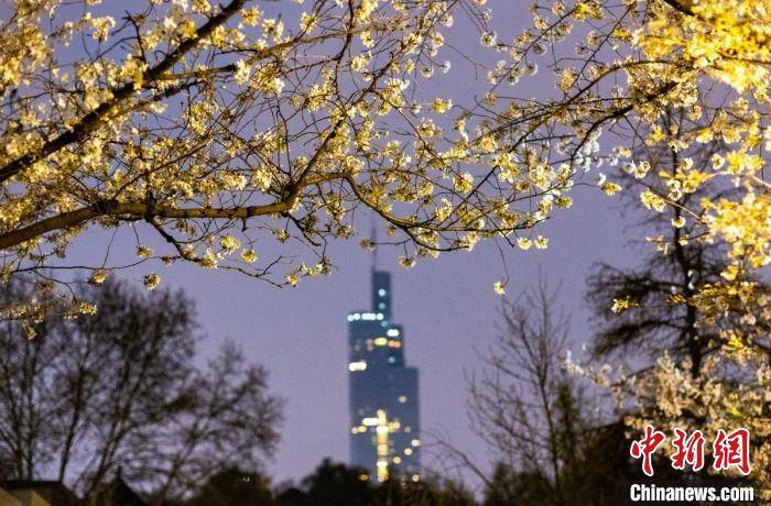 风味|南京街头夜樱烂漫