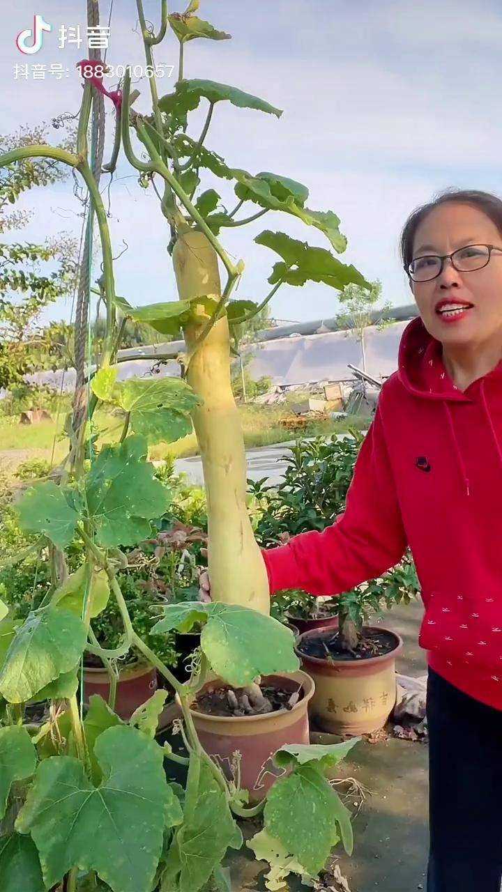 砍瓜不用等到成熟摘下来吃生长期就可以任意砍着吃天天吃鲜瓜堪称天下