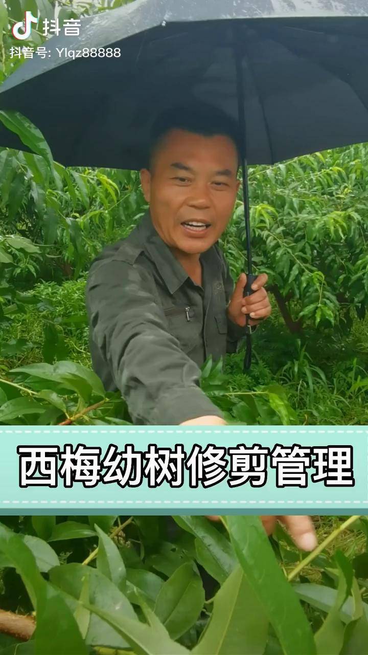 创作灵感 西梅幼树修剪果树修剪 果园管理 三农_修剪_果树_果园