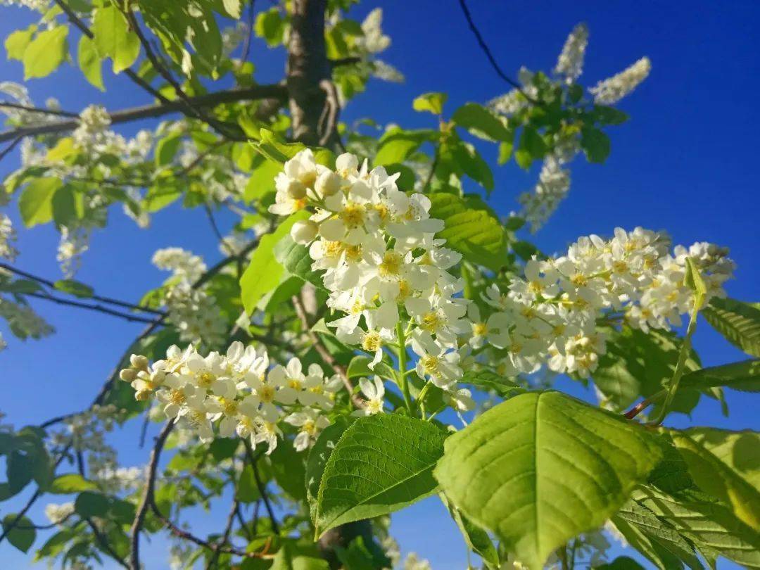 碧桃|「春日可赏花的市区免费营地」. rar