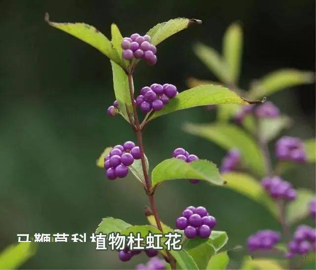 每天学习一味中药紫珠叶