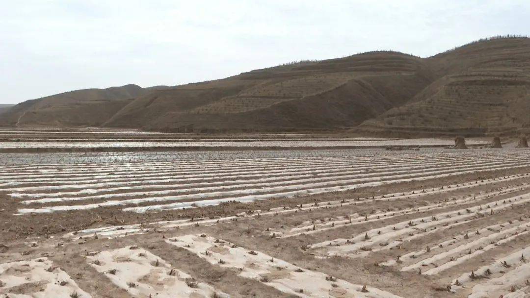 太平店镇:"疫"路向前保春耕 守好粮食安全底线_覆膜_防控_会宁县
