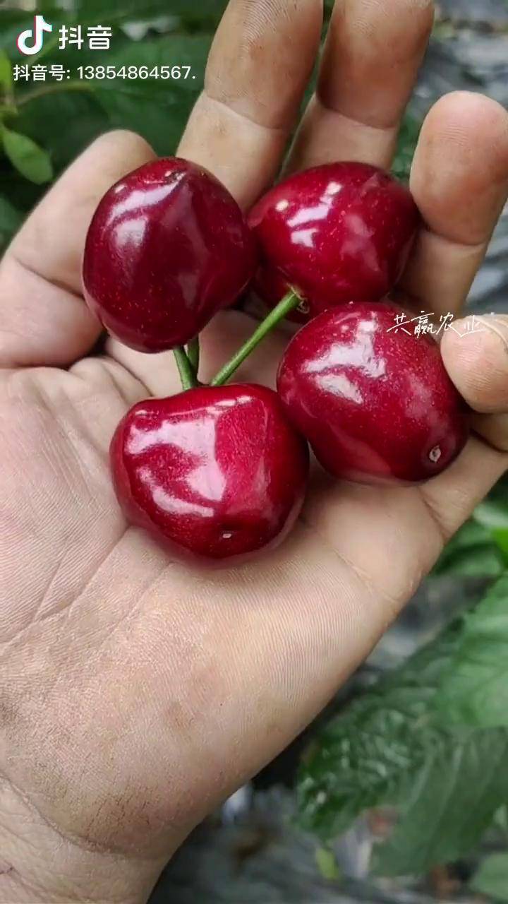 一根棍大樱桃树大棚栽种第二年效果亩载种440颗亩产6000斤脆甜多汁糖