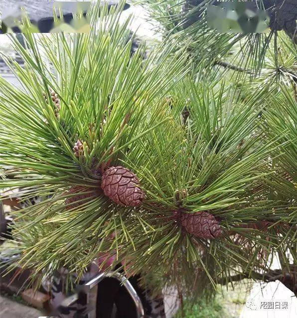 春暖花开正是黑松造型之良时