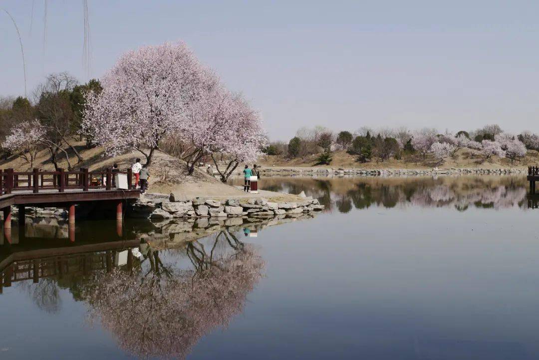 这个季节必须去武陵春色和西峰秀色,这两处游遍植山桃,有层层叠叠的