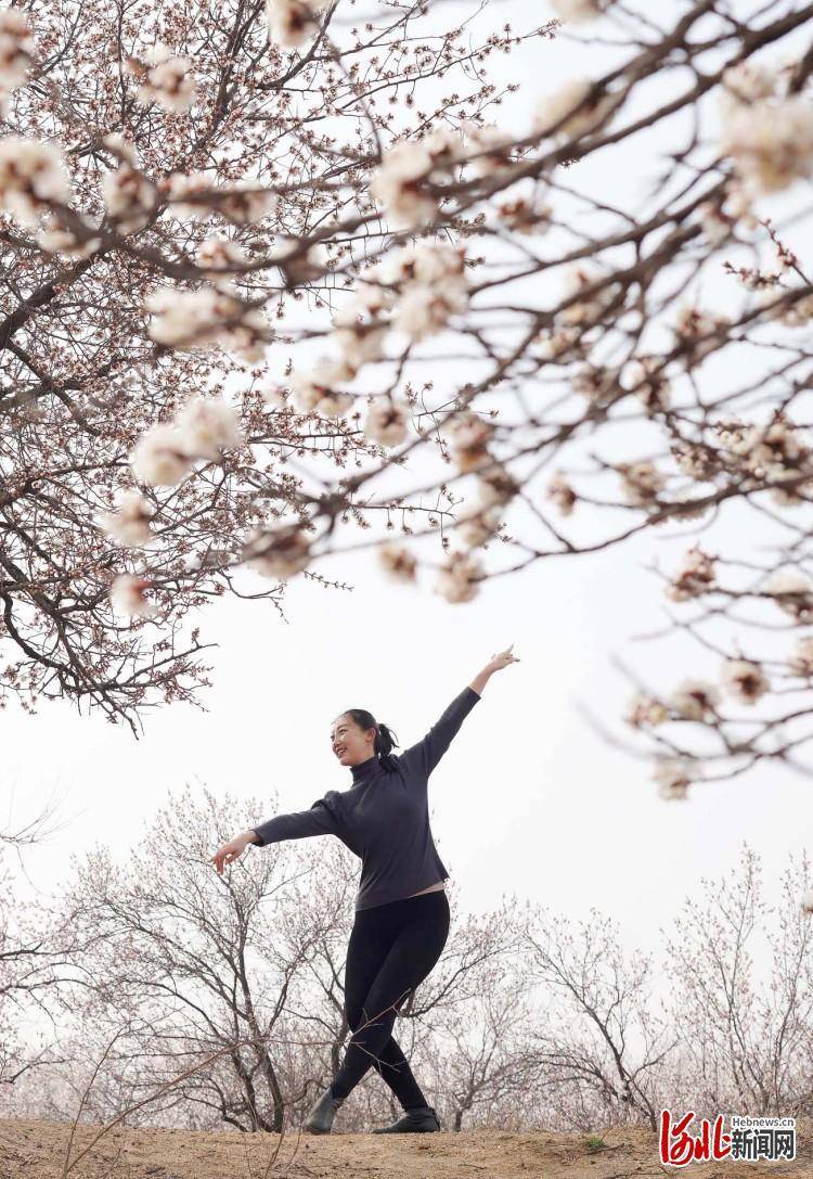 油菜花|河北：春光好 花儿俏